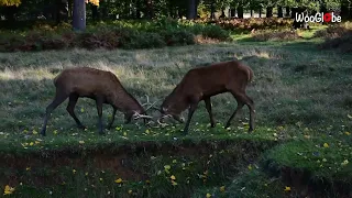 Nature's Sparring Match: Deer Duel in Richmond Park