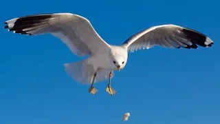 Обиженная чайка. Из жизни птиц. | Offended by a seagull . Of the birds life.