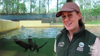 Otter Keeper Talk at Taronga Western Plains Zoo