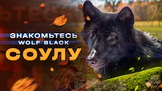 Знакомьтесь wolf black Соулу