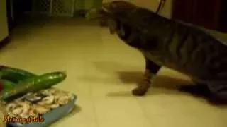 Fun moments with Cats (epic)