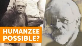 Could The "Missing Link" Be Oliver, An Alleged Human-Chimp Hybrid?