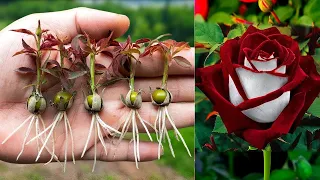 The method of growing red roses from buds the whole world does not know | Rose Grafting