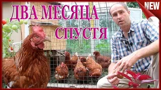 УЖАС Фабричных кур ПОЗАДИ!!! Качество Яйца!!! Куры с птицефабрики 2 месяца спустя.Полный отчёт.