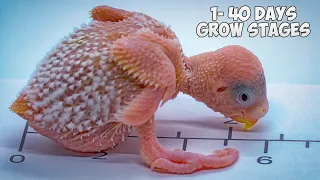 How baby Budgie grows up? From Hatching to Hand Feeding