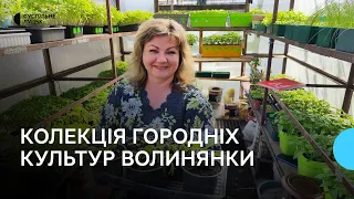 Колекціонерка городніх культур із Волині вирощує 74 сорти томатів