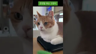 엄마의 고양이 교육 #shorts