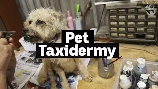 HACK: Inside a pet taxidermy studio