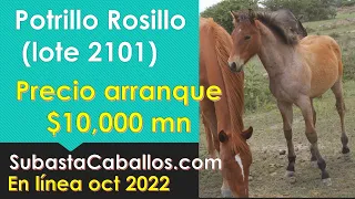 Potrillo rosillo se subastará PRECIO ARRANQUE $10,000 #caballos
