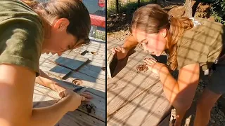 Maya and Connor discover a WILD tarantula at Alveus