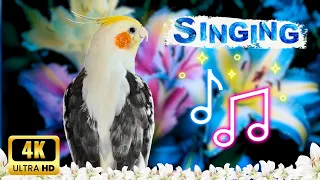 Best Cockatiel singing & Happy your Bird at Home #cockatiel #calopsita #sultanpapağanı 4K ultra HD