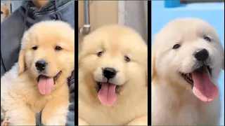 Cutest Dog - Q1 2024 Compilation | Cute & Funny Golden Retrievers P