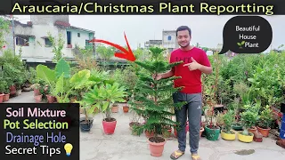 Araucaria Plant Reportting||Christmas Tree Plant Repot||नए गमले में कैसे लगाएं?||Pot Size