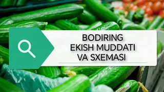 #agro BODIRNG YETISHTIRISH SIRLARI BUNI SIZ ANIQ BILMAYSIZ #tarvuz #issiqxona #dehqonchilik