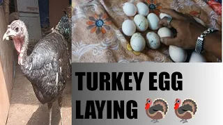 Turkey eggs laying 🦃🥚🥚🥚