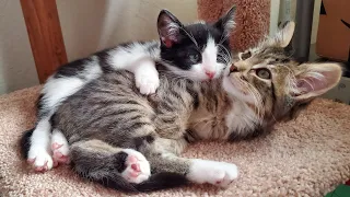 Sammi and Dean: Two Playful Kittens, Furever Friends