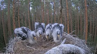 Black Stork nest, Must-toonekurg, Estonia 05 July 2022