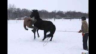 EPIC HORSE FAILS