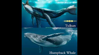 Tulkun vs Humpback Whale, Sound Comparison *Use 🎧+🔊