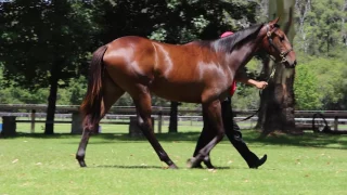 All Too Hard x Chakvetadze Filly Parade