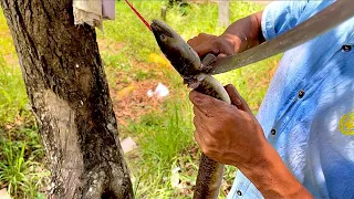 Amazing!! Live Giant Eel Fish Cutting | Excellent Fish Cutting Skills in Traditional Fish Market