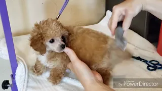 Grooming toy poodle puppy