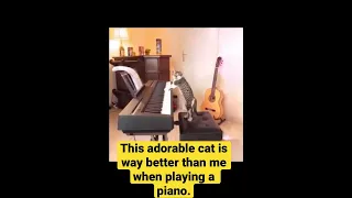 THE PIANIST CAT #cats #cat #pianist #funny #music #piano #pets