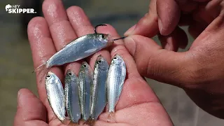 Pier Fishing: Tiny Live Bait catches SO MANY FISH!