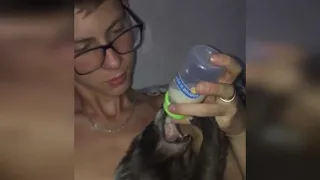 Малыш Енот кушает с бутылочки - Baby raccoon eating from the bottle