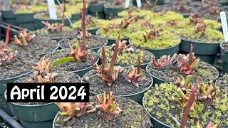 Carnivorous Plant Care for April 2024