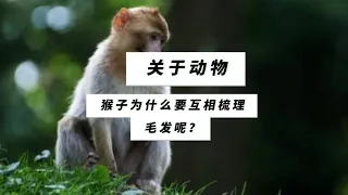 第5集｜科普知识【猴子为什么要互相梳理毛发？】