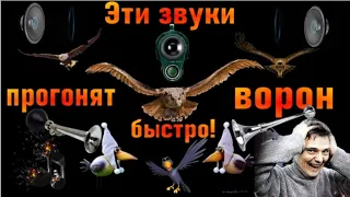 🔊Эти звуки прогонят ворон/This sounds against the crows