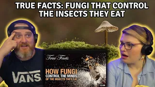 True Facts: Fungi That Control The Insects They Eat @zefrank | HatGuy @gnarlynikki React