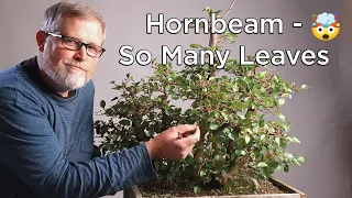 Bonsaify | Hornbeam Raft-Style Bonsai in Spring: So Many Leaves to Pluck!