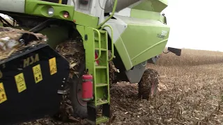 Кукуруза, уборка. Урожай 2018. CLAAS TUCZNO 320. Камаз .