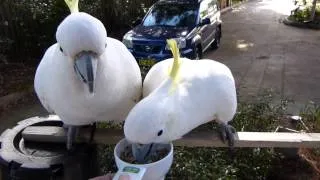 Wild cockatoos in my front yard