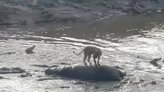 Lion Stranded on Hippo Jumps Into 40 Crocodiles