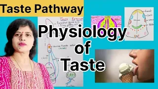 Taste Sensation l Physiology l Taste Pathway  #specialsenses