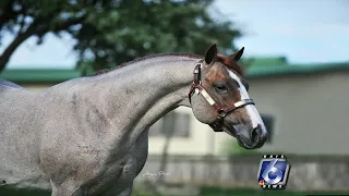 100 years of quarter horses