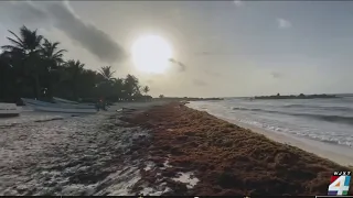 Deadly flesh-eating bacteria could be in seaweed