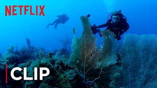 Mission Blue | Clip - The Ocean Is Dying [HD]| Netflix