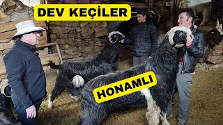 DEV HONAMLI KEÇİLERİ ŞAŞIRTTI! (Dağda Damızlık Sürü)