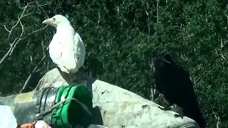 Rare Albino Raven Video