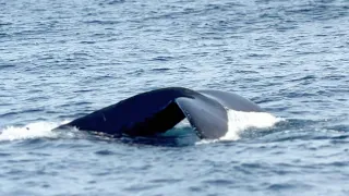 Whale Watching Tour In Monterey Bay - Over 40 Humpback Whales Spotted