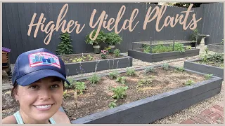 Higher Yield Plants & The Support They Need! 🌼 // Bagging Tomatoes? 🍅