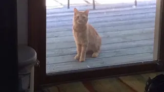 Abandoned cat learns to trust again