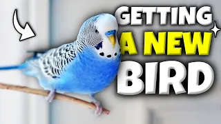 Everything You Need to Know Before Getting a Bird