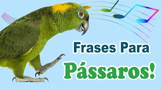 As melhores frases para pássaro falar - ensine seu pássaro a falar com frases!