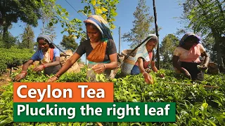 Ceylon Tea - Plucking the right leaf