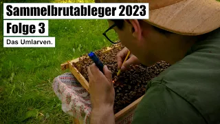 Sammelbrutableger 2023 - Folge 3 - Das Umlarven.